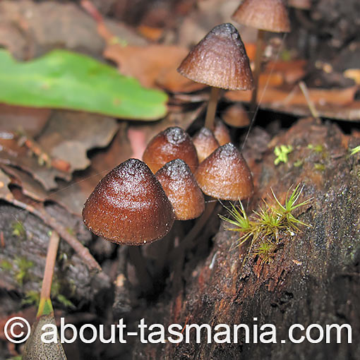 Mycena mulawaestris, fungi, Tasmania