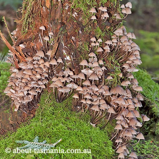 Mycena subgalericulata, fungi, Tasmania