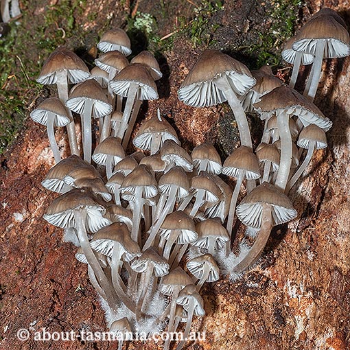 Mycena subgalericulata, fungi, Tasmania