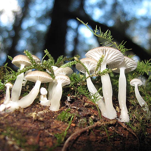 Mycena austrororida, fungi, Tasmania