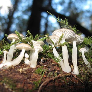 Mycena austrororida