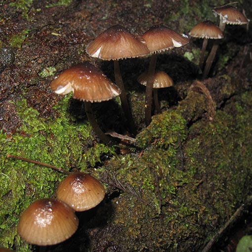 Mycena mulawaestris, fungi, Tasmania