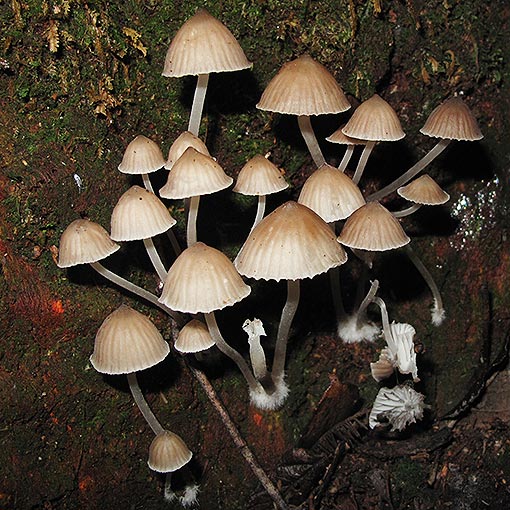 Mycena subgalericulata, fungi, Tasmania