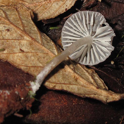 Mycena subgalericulata, fungi, Tasmania