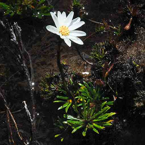 Senecio_albogilvus Senecio albogilvus, alpine daisy, Tasmania