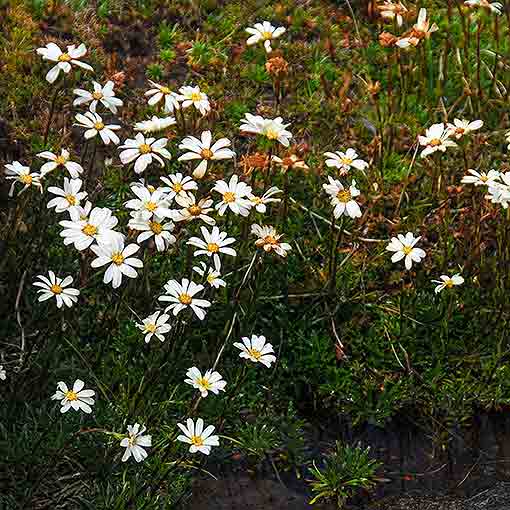 Senecio_albogilvus2 Senecio albogilvus, alpine daisy, Tasmania