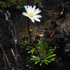 Senecio albogilvus