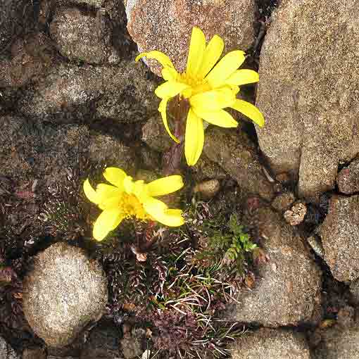 Senecio pectinatus, yellow alpine groundsel, Tasmania