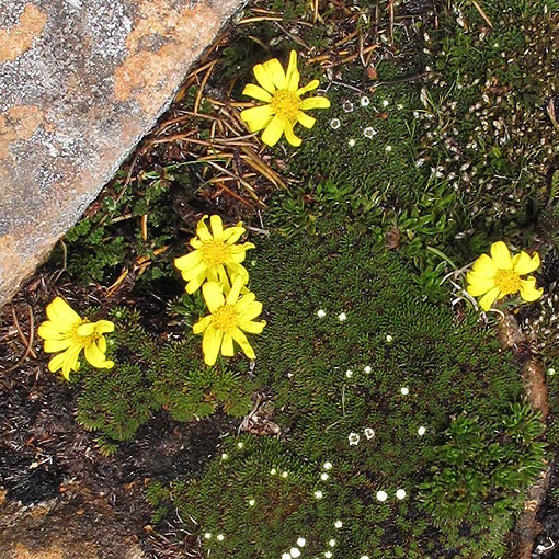 Senecio pectinatus, yellow alpine groundsel, Tasmania