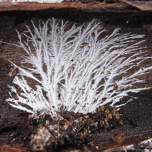 Stereum sp., fungi, Tasmania