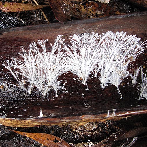 Stereum sp., fungi, Tasmania