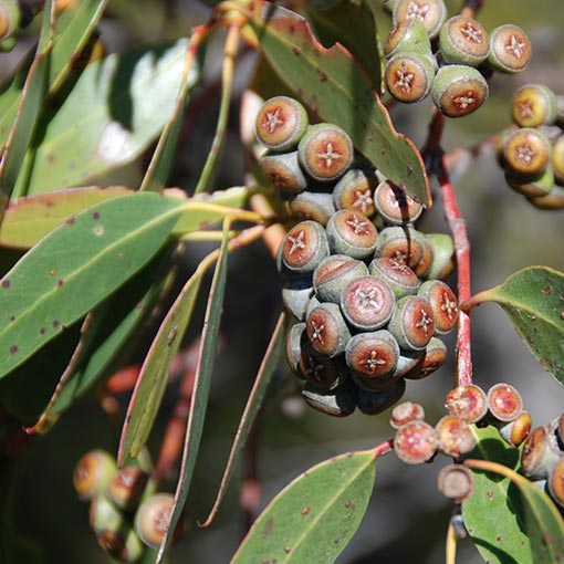 Eucalyptus coccifera, Tasmanian snow gum, snow peppermint, Tasmania