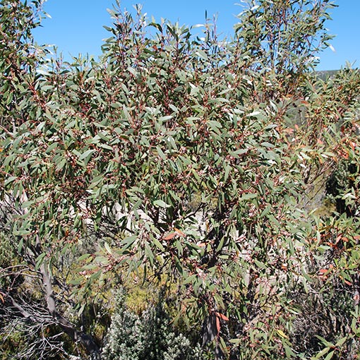 Eucalyptus coccifera, Tasmanian snow gum, snow peppermint, Tasmania