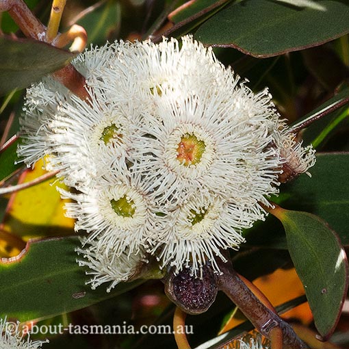 Eucalyptus coccifera, Tasmanian snow gum, snow peppermint, Tasmania