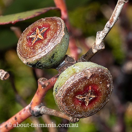 Eucalyptus coccifera, Tasmanian snow gum, snow peppermint, Tasmania