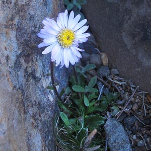 Brachyscome spathulata