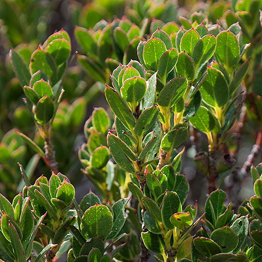 Eucalyptus vernicosa, varnished gum, Tasmania