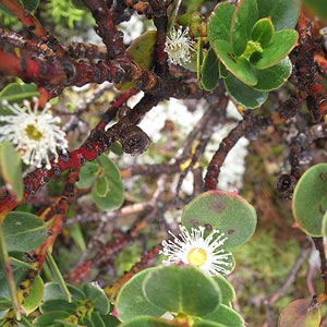 Eucalyptus vernicosa