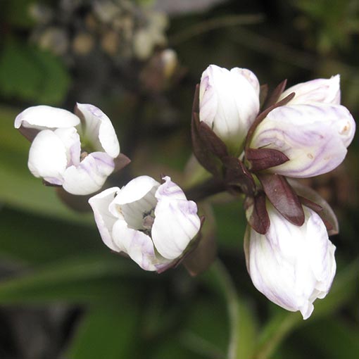 Gentianella diemensis, Tasmanian snowgentian, Tasmania