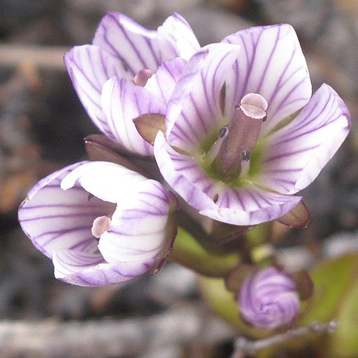 Gentianella diemensis, Tasmanian snowgentian, Tasmania