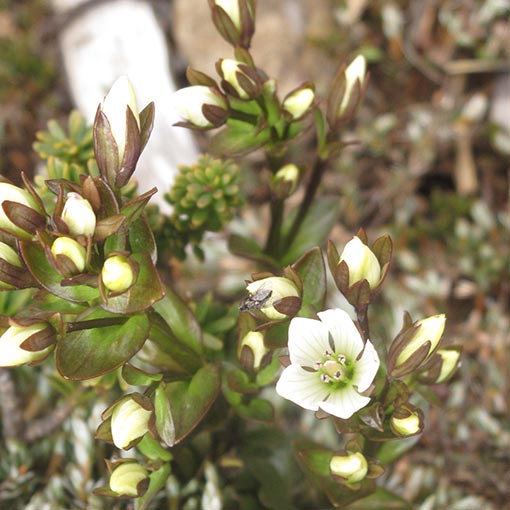 Gentianella diemensis, Tasmanian snowgentian, Tasmania