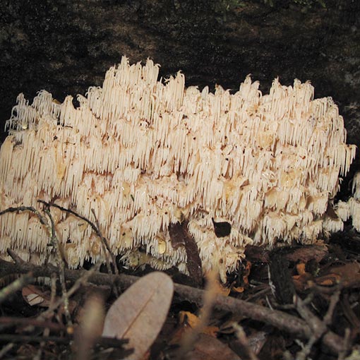 Hericium coralloides, fungi, Tasmania