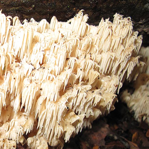 Hericium coralloides, fungi, Tasmania