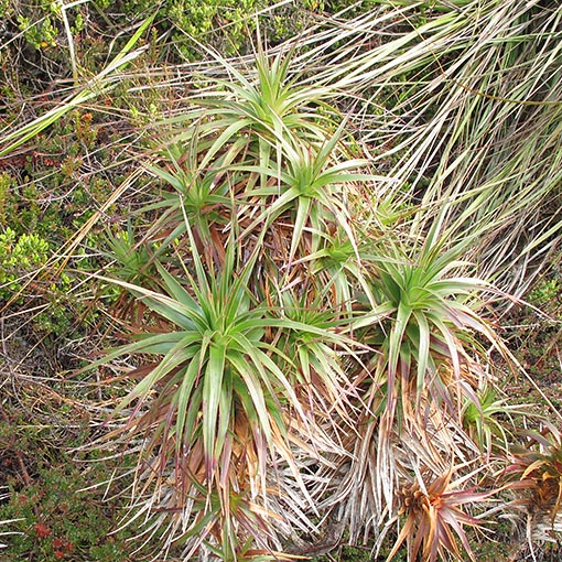  Richea X curtisiae, Hybrid candleheath, Tasmania