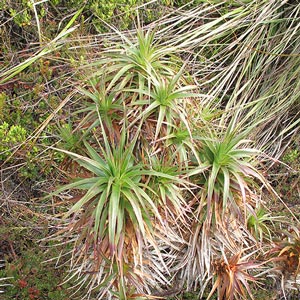 Richea x curtisiae