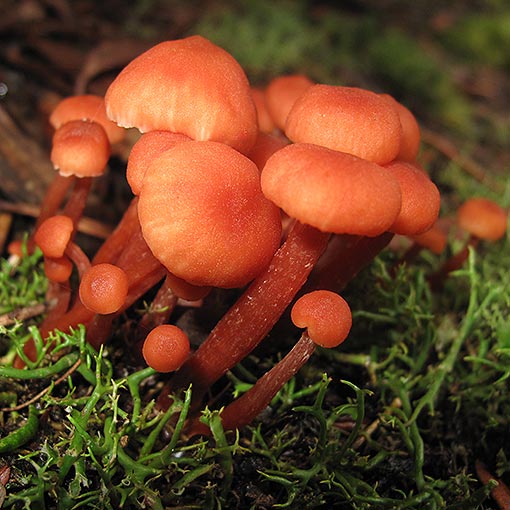Laccaria sp., fungi, Tasmania