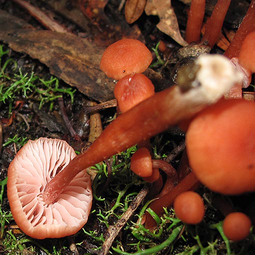 Laccaria sp., fungi, Tasmania