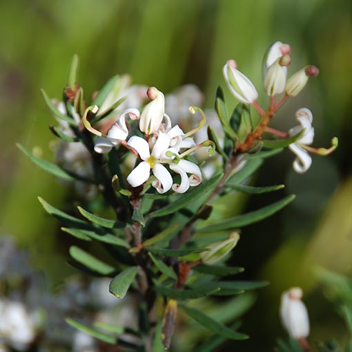 Lomatia polymorpha, mountain guitarplant, Tasmania
