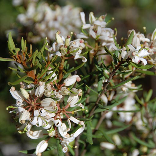 Lomatia polymorpha, mountain guitarplant, Tasmania