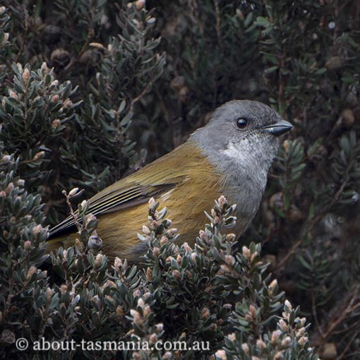 Pachycephala olivacea, Olive Whistler, Tasmania