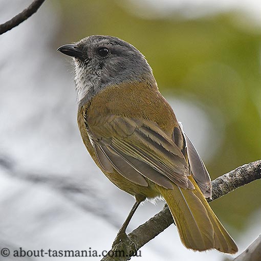 Pachycephala olivacea, Olive Whistler, Tasmania