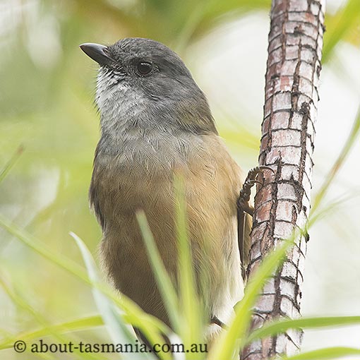 Pachycephala olivacea, Olive Whistler, Tasmania