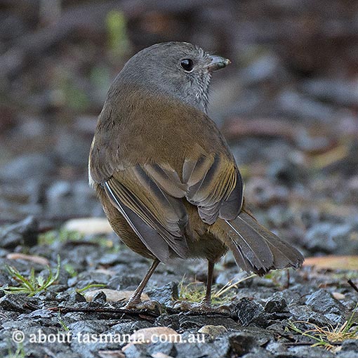 Pachycephala olivacea, Olive Whistler, Tasmania
