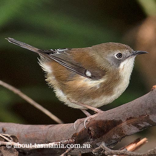 Tasmanian Scrubtit, Acanthornis magnus, Tasmania