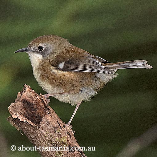 Tasmanian Scrubtit, Acanthornis magnus, Tasmania