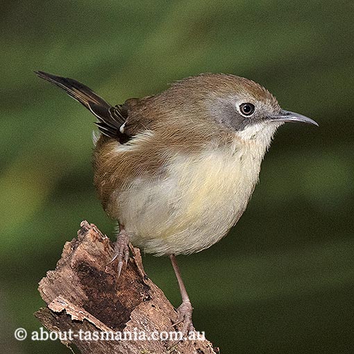 Tasmanian Scrubtit, Acanthornis magnus, Tasmania