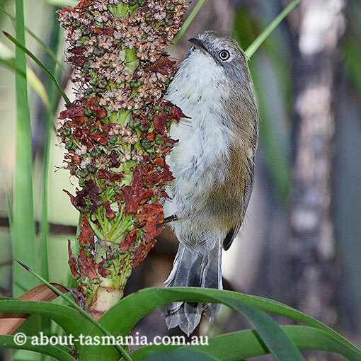 Tasmanian Scrubtit, Acanthornis magnus, Tasmania
