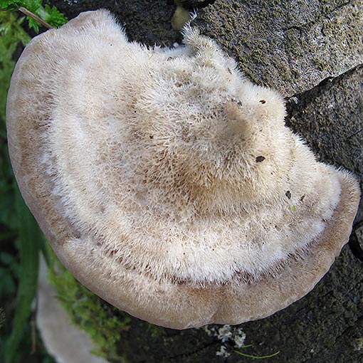 Trametes hirsuta, fungi, Tasmania