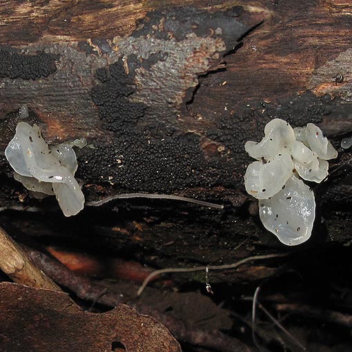 Tremella fuciformis, fungi, Tasmania