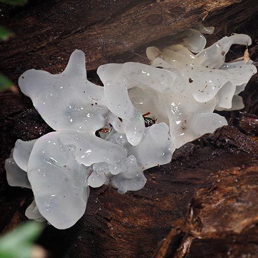 Tremella fuciformis, fungi, Tasmania