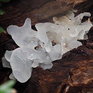 Tremella fuciformis