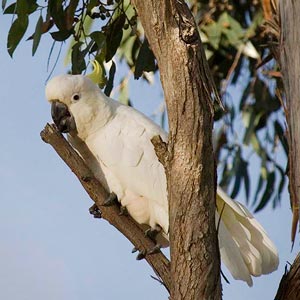 Cacatua alba