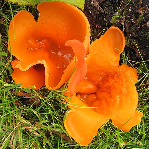 Aleuria aurantia,<br />
orange peel fungus, Tasmania