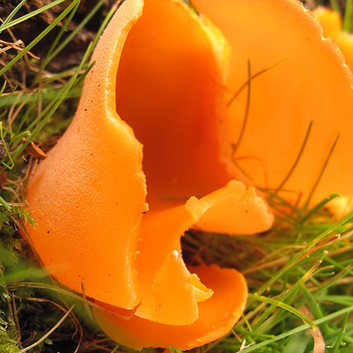 Aleuria aurantia, orange peel fungus, Tasmania