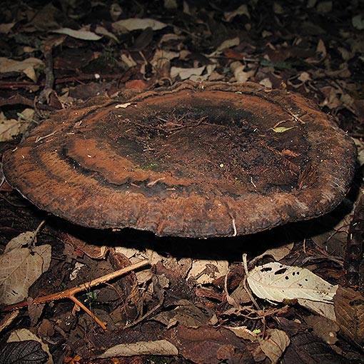 Sanguinoderma rude, Amauroderma rude, fungi, Tasmania