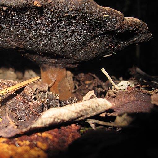 Sanguinoderma rude, Amauroderma rude, fungi, Tasmania